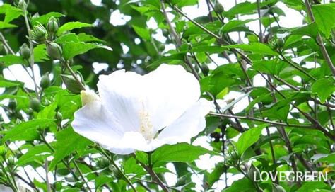 芙蓉樹|フヨウ（芙蓉）とは？育て方・栽培方法